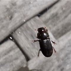 Unverified Beetle (Coleoptera) at Narangba, QLD - 24 Dec 2024 by trevorpreston