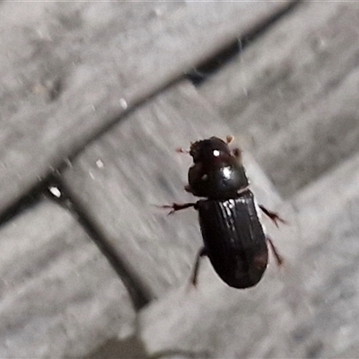 Unidentified Beetle (Coleoptera) at Narangba, QLD - 24 Dec 2024 by trevorpreston