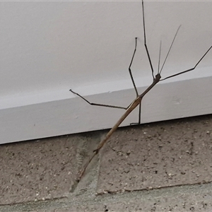 Unidentified Stick insect (Phasmatodea) at Narangba, QLD by trevorpreston