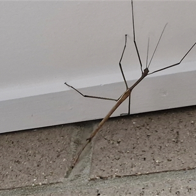 Unverified Stick insect (Phasmatodea) at Narangba, QLD - 24 Dec 2024 by trevorpreston