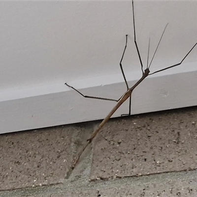 Unidentified Stick insect (Phasmatodea) at Narangba, QLD - 24 Dec 2024 by trevorpreston