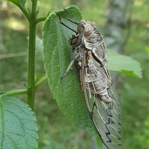 Henicopsaltria eydouxii (Razor Grinder) at Tullymorgan, NSW by Topwood