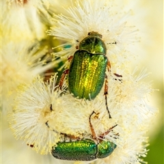 Diphucephala sp. (genus) (Green Scarab Beetle) at Penrose, NSW - 24 Dec 2024 by Aussiegall