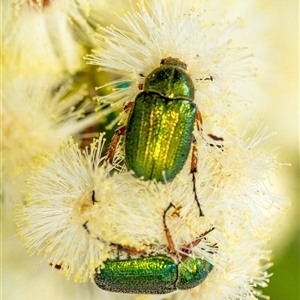 Diphucephala sp. (genus) at Penrose, NSW - suppressed