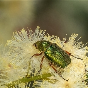 Diphucephala sp. (genus) at Penrose, NSW - suppressed