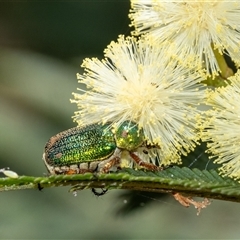 Diphucephala sp. (genus) at Penrose, NSW - suppressed