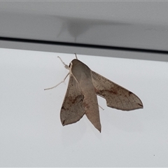 Hippotion scrofa (Coprosma Hawk Moth) at Penrose, NSW - 22 Dec 2024 by Aussiegall