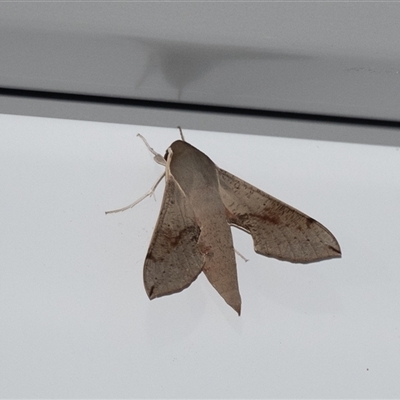 Hippotion scrofa (Coprosma Hawk Moth) at Penrose, NSW - 22 Dec 2024 by Aussiegall