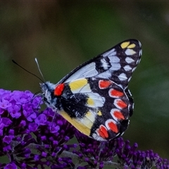 Delias aganippe (Spotted Jezebel) at Penrose, NSW - 24 Dec 2024 by Aussiegall