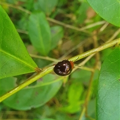 Unidentified Beetle (Coleoptera) at Tullymorgan, NSW - 24 Dec 2024 by Topwood