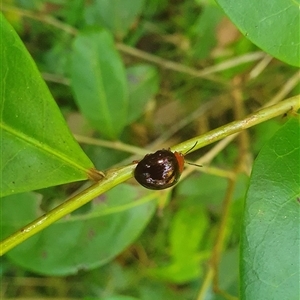 Unidentified Beetle (Coleoptera) at Tullymorgan, NSW by Topwood