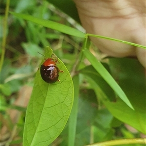 Unidentified at suppressed - 25 Dec 2024