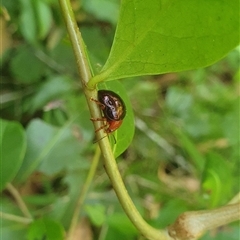 Unidentified at suppressed - 25 Dec 2024