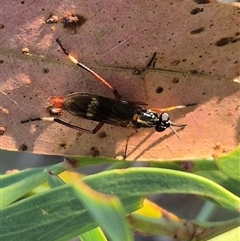 Evansomyia sp. (genus) (Stiletto fly) at Jingera, NSW - 23 Dec 2024 by clarehoneydove