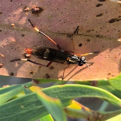 Evansomyia sp. (genus) (Stiletto fly) at Jingera, NSW - 23 Dec 2024 by clarehoneydove