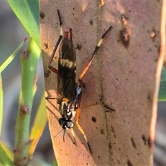 Evansomyia sp. (genus) at Jingera, NSW - 23 Dec 2024