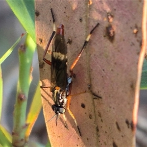 Evansomyia sp. (genus) at Jingera, NSW - 23 Dec 2024