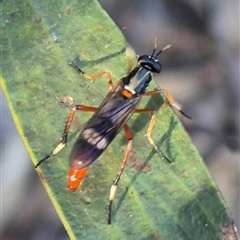 Evansomyia sp. (genus) at Jingera, NSW - 23 Dec 2024