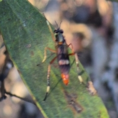 Evansomyia sp. (genus) at Jingera, NSW - 23 Dec 2024