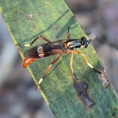 Evansomyia sp. (genus) at Jingera, NSW - 23 Dec 2024