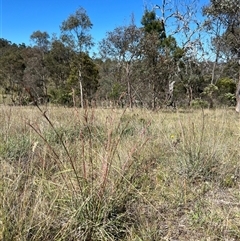 Cymbopogon refractus (Barbed-wire Grass) at Throsby, ACT - 25 Dec 2024 by RangerRiley