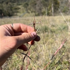 Cymbopogon refractus at Throsby, ACT - 25 Dec 2024 09:37 AM