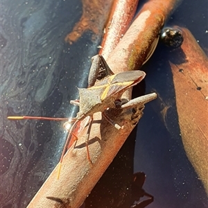 Mictis profana (Crusader Bug) at Bowning, NSW by Maren