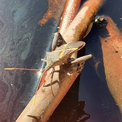 Mictis profana at Bowning, NSW - 24 Dec 2024 by Maren