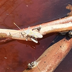 Mictis profana at Bowning, NSW - 25 Dec 2024