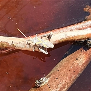 Mictis profana at Bowning, NSW - 25 Dec 2024