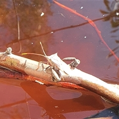 Mictis profana at Bowning, NSW - 25 Dec 2024 09:34 AM