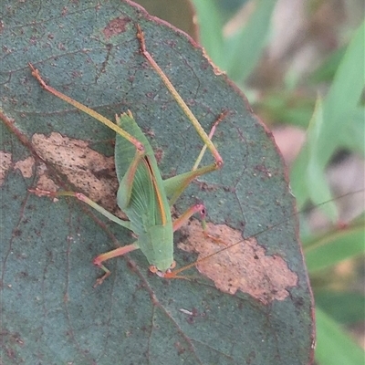 Terpandrus sp. (genus) (Gumleaf Katydid) at Jingera, NSW - 23 Dec 2024 by clarehoneydove