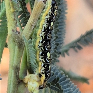 Lepidoptera unclassified IMMATURE (caterpillar or pupa or cocoon) at Jingera, NSW by clarehoneydove