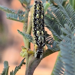 Lepidoptera unclassified IMMATURE at Jingera, NSW - 23 Dec 2024