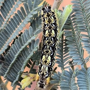 Lepidoptera unclassified IMMATURE at Jingera, NSW - 23 Dec 2024