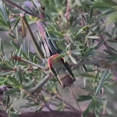 Chlorodectes sp. (genus) at Bungendore, NSW - 16 Dec 2024 by clarehoneydove