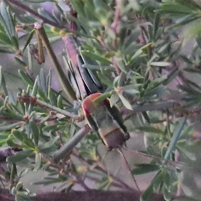 Chlorodectes sp. (genus) at Bungendore, NSW - 16 Dec 2024 by clarehoneydove