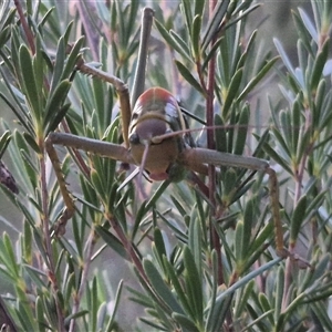 Chlorodectes sp. (genus) at Bungendore, NSW - suppressed