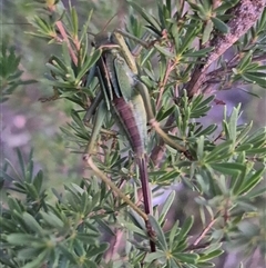 Chlorodectes sp. (genus) at Bungendore, NSW - suppressed