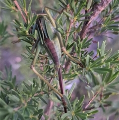 Chlorodectes sp. (genus) at Bungendore, NSW - 16 Dec 2024