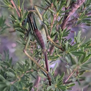 Chlorodectes sp. (genus) at Bungendore, NSW - suppressed