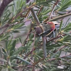 Chlorodectes sp. (genus) at Bungendore, NSW - 16 Dec 2024