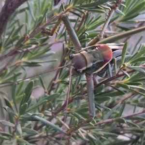 Chlorodectes sp. (genus) at Bungendore, NSW - suppressed