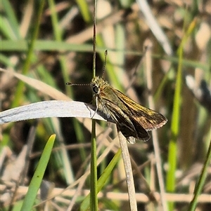 Taractrocera papyria (White-banded Grass-dart) at Lake George, NSW by clarehoneydove