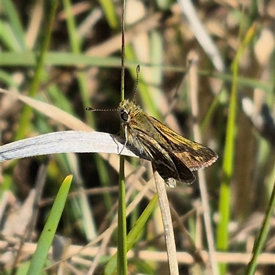 Taractrocera papyria (White-banded Grass-dart) at Lake George, NSW - 20 Nov 2024 by clarehoneydove