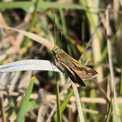 Taractrocera papyria at Lake George, NSW - 20 Nov 2024 04:46 PM