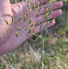 Senecio quadridentatus (Cotton Fireweed) at Lake George, NSW - 20 Nov 2024 by clarehoneydove