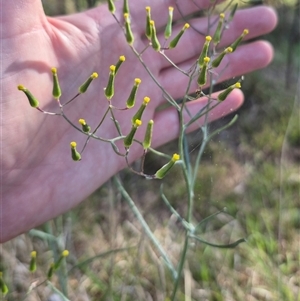 Senecio quadridentatus at Lake George, NSW - 20 Nov 2024