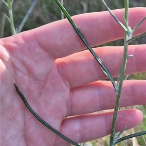 Senecio quadridentatus at Lake George, NSW - 20 Nov 2024