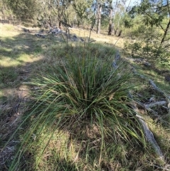 Lomandra longifolia (Spiny-headed Mat-rush, Honey Reed) at Lake George, NSW - 20 Nov 2024 by clarehoneydove